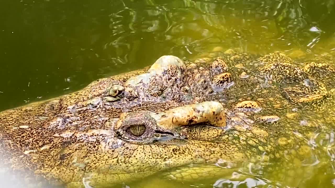 鳄鱼在池塘里游泳视频素材