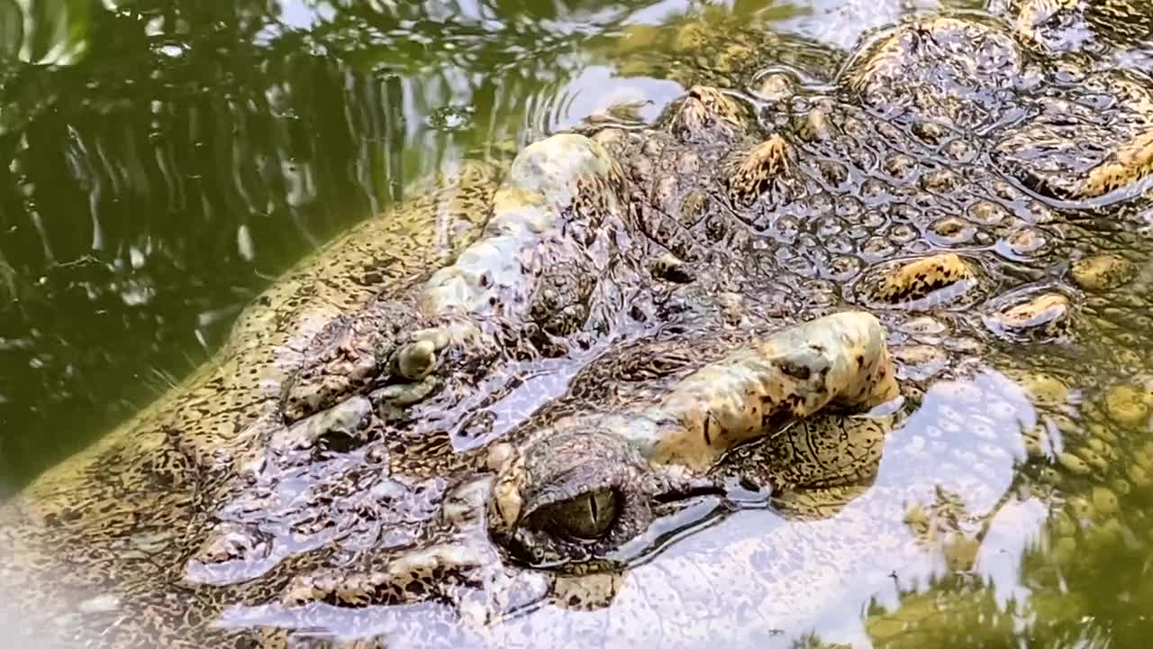 鳄鱼在池塘里游泳视频素材