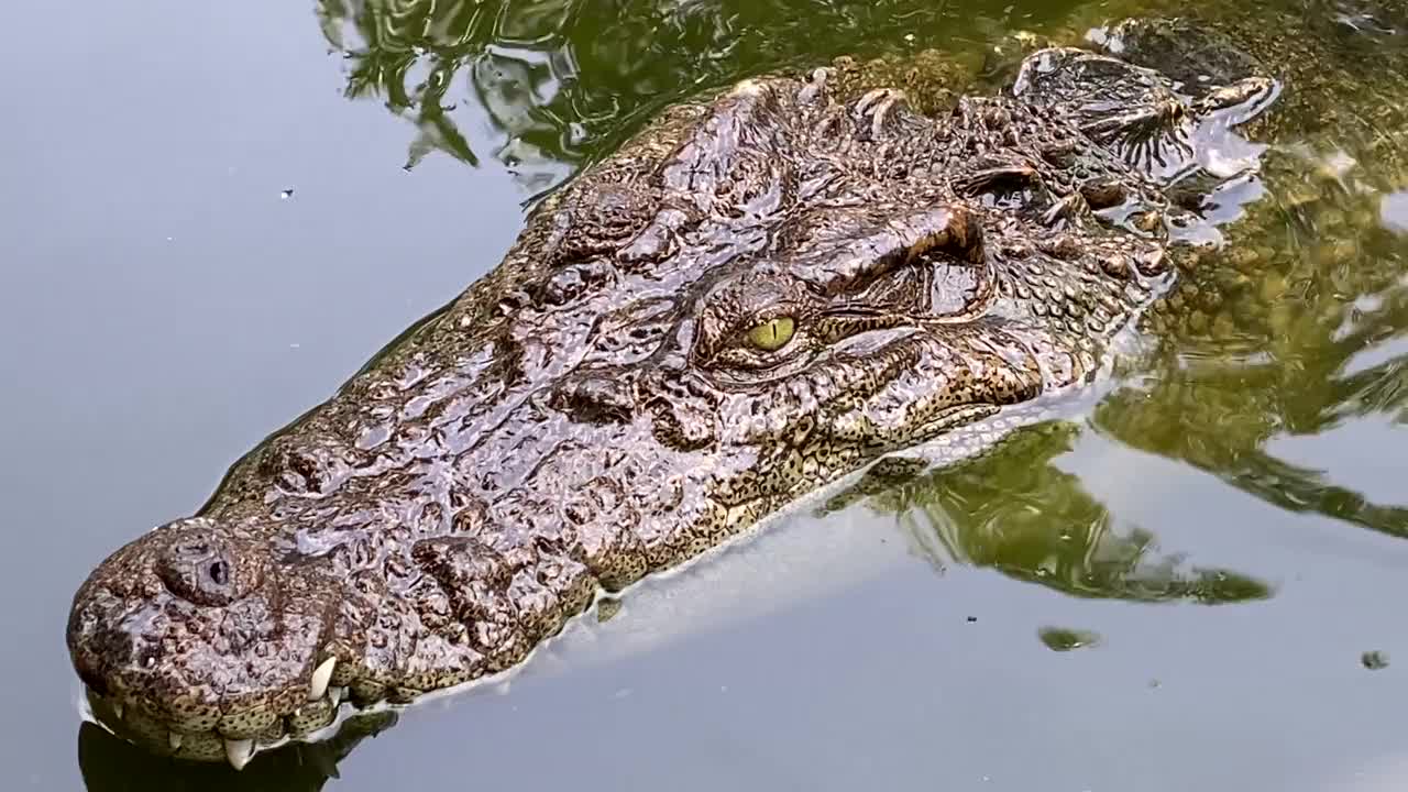 鳄鱼在池塘里游泳视频素材