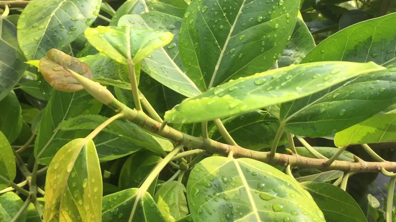 树叶和残留的雨水。视频下载