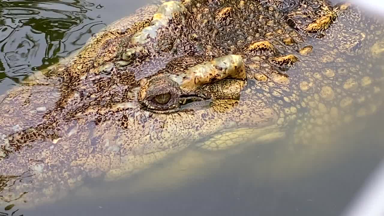 鳄鱼在池塘里游泳视频素材