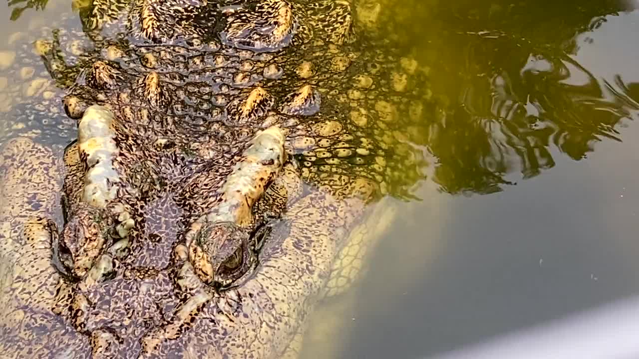 鳄鱼在池塘里游泳视频素材