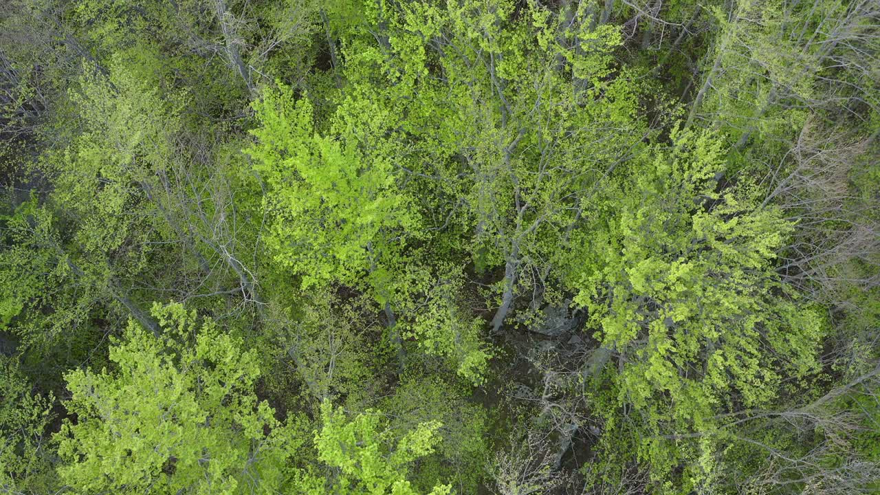 空中:野生森林的风景，无人机飞过绿树-亚平宁山脉，意大利视频素材