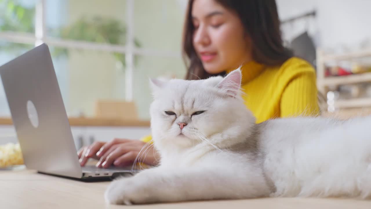 亚洲年轻女子因对猫毛过敏而打喷嚏。漂亮漂亮的女孩在家用笔记本电脑工作，打喷嚏时用纸巾捂住鼻子，因为宠物的皮毛过敏。视频素材