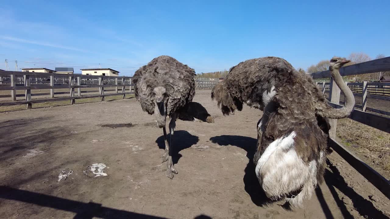 大鸵鸟在农场的木栅栏后面视频素材