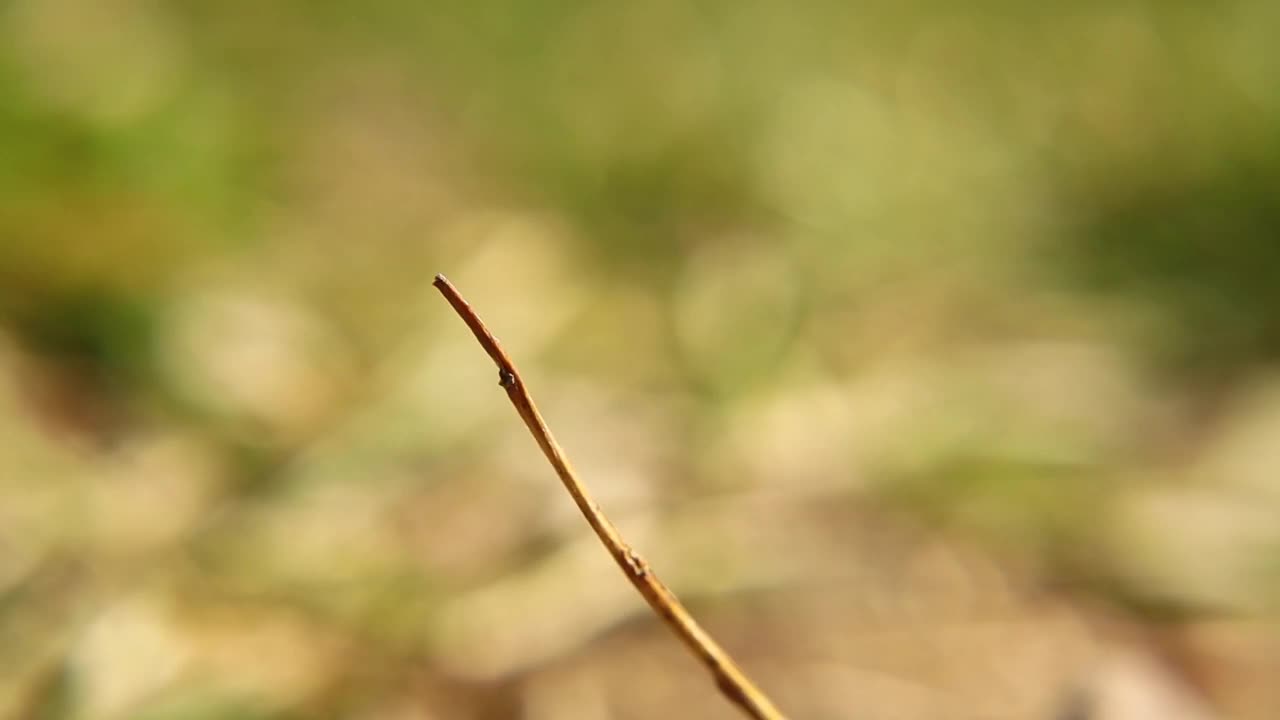 雌蜱在草地上等待一个动物作为宿主，如乌龟、刺猬、狗、猫或蛇。
寄生虫,蜱虫
野生动物兽医，野生的自然。
兽医。
动物疾病、寄生虫视频素材