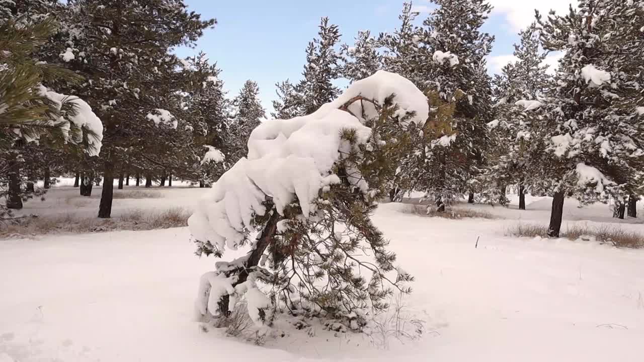 人们在冬天踢一棵被雪覆盖的树。
松林在寒冷天气-50摄氏度。
成年人独自冒险进入森林。
野生自然、野生动物。
有趣的视频素材