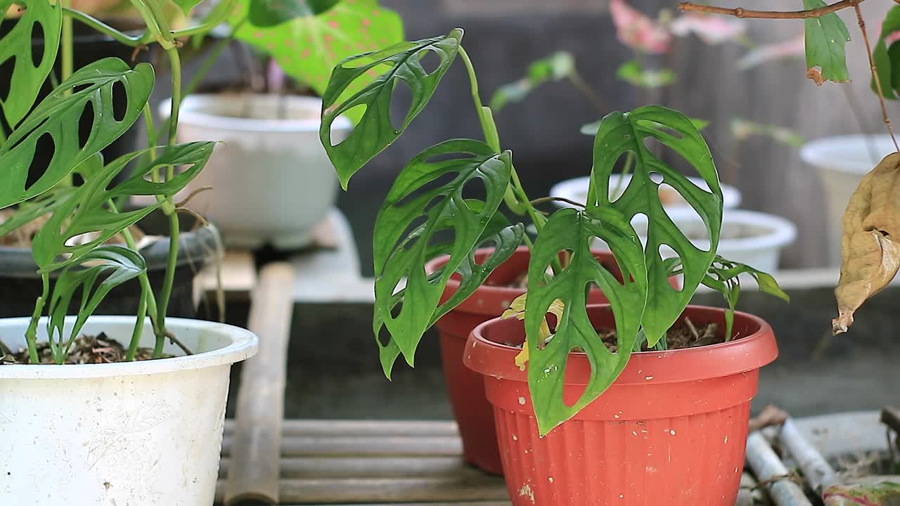 植物视频素材