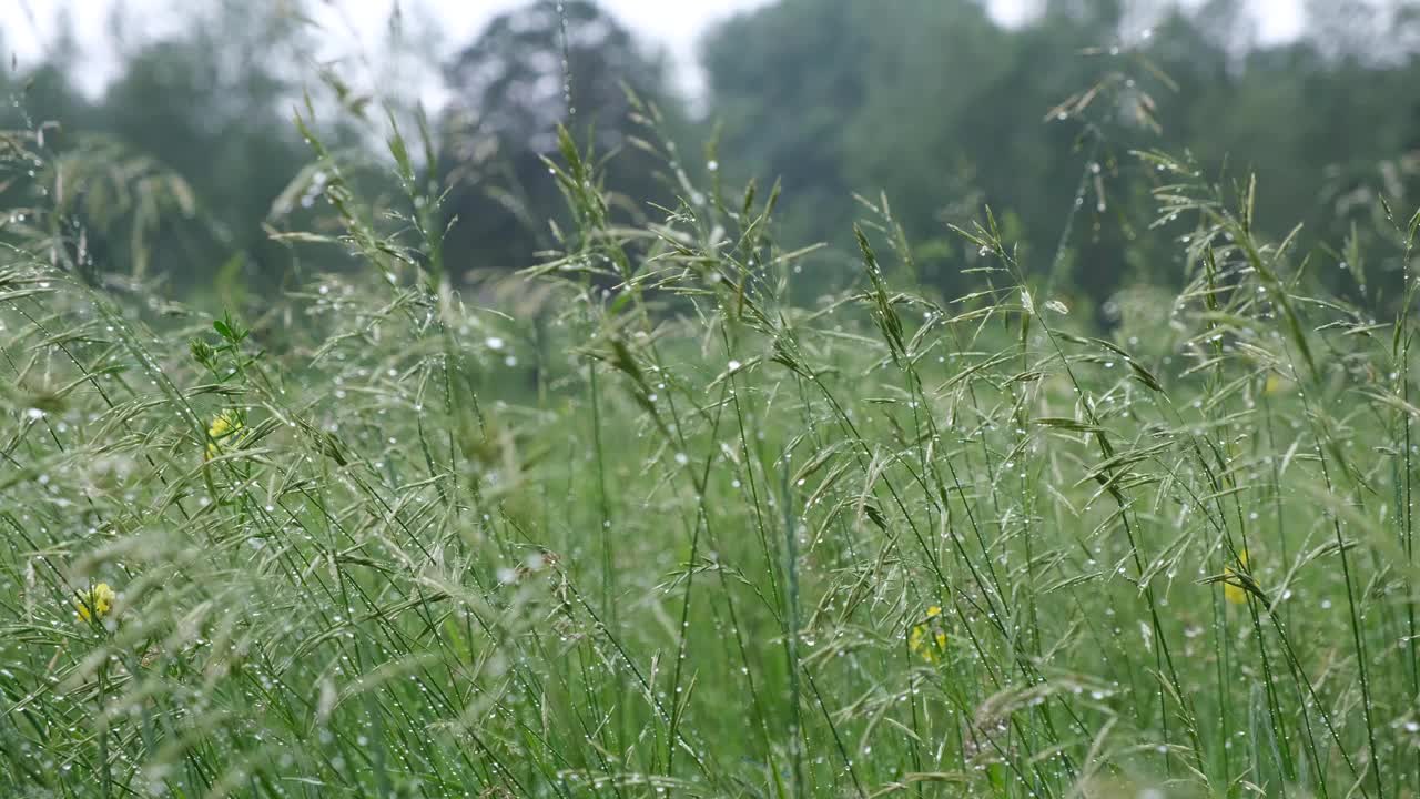 雨点在阳光下照耀着草地。雨后用水滴润湿草地。新鲜的植物背景。夏雨后草地视频素材