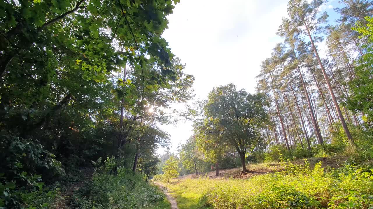 森林里美丽的阳光明媚的夏末景观视频下载