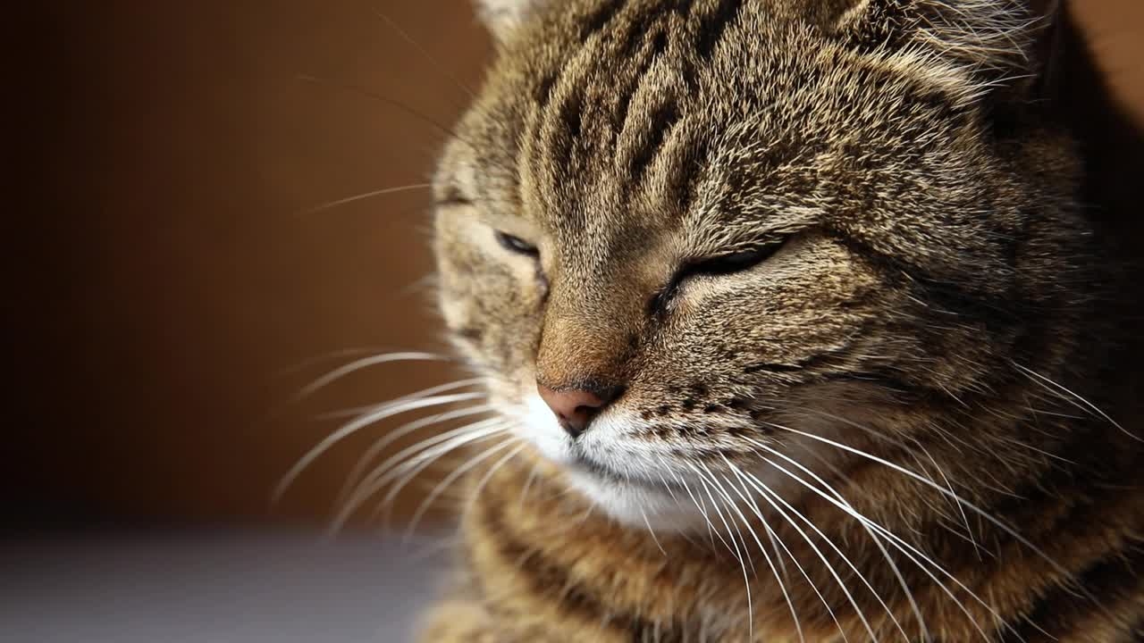 有趣的肖像傲慢的短毛家花斑猫在深棕色的背景下摆姿势。小猫在室内玩耍休息。宠物护理和动物生活理念视频素材