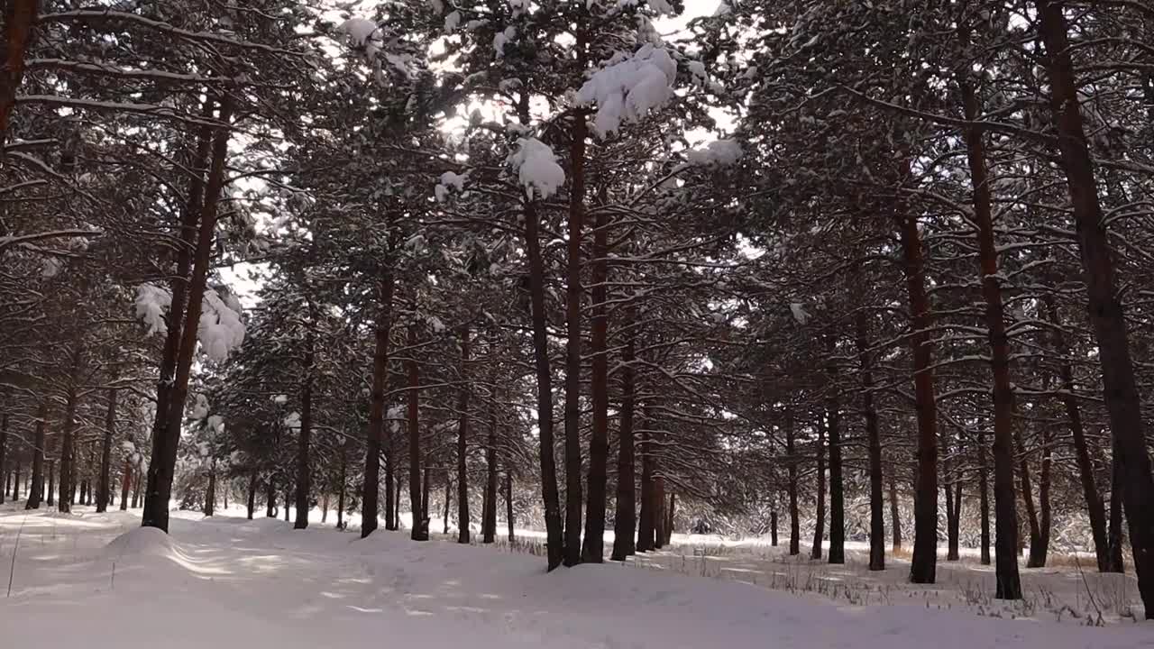 人们在冬天踢一棵被雪覆盖的树。
松林在寒冷天气-50摄氏度。
成年人独自冒险进入森林。
野生自然、野生动物。
有趣的视频素材