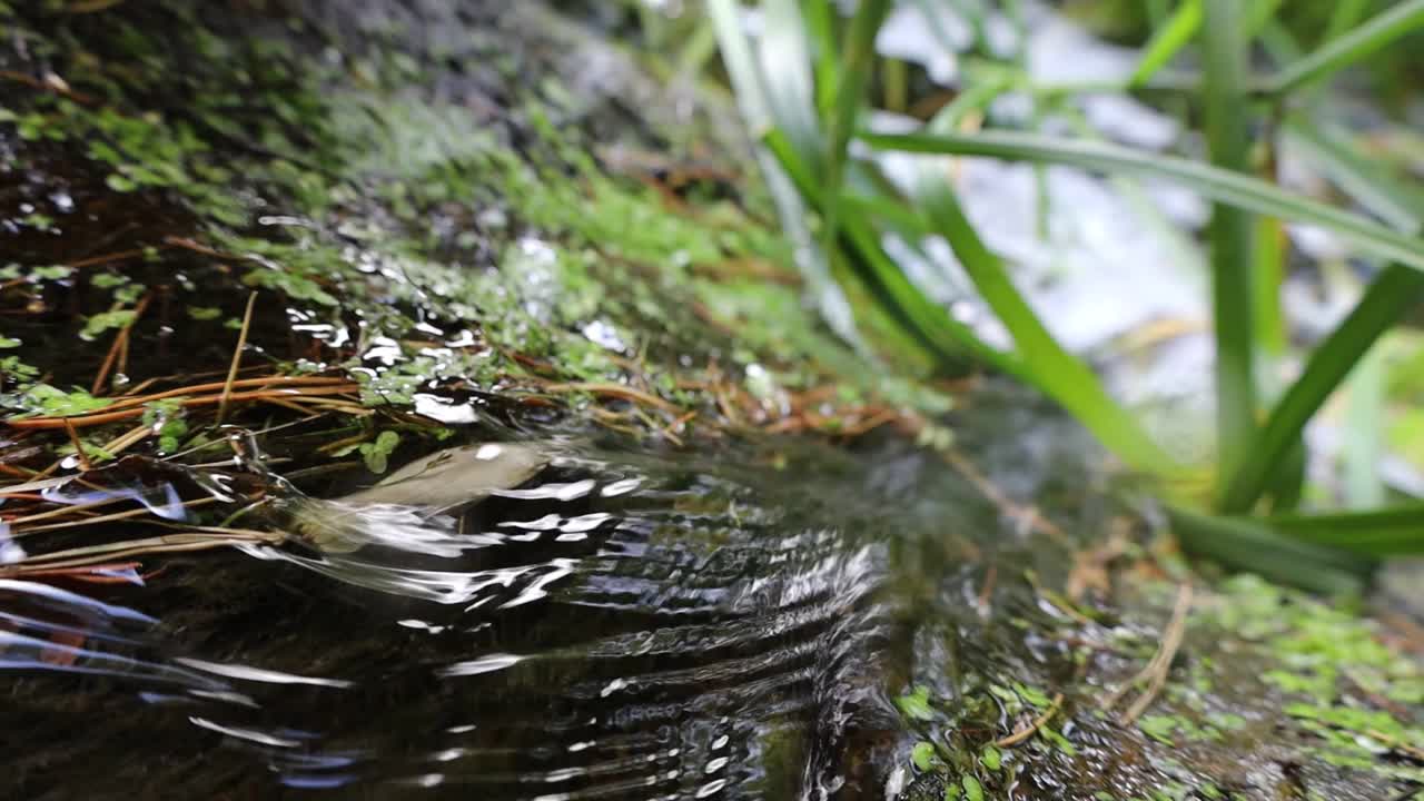 日本禅宗花园瀑布视频素材