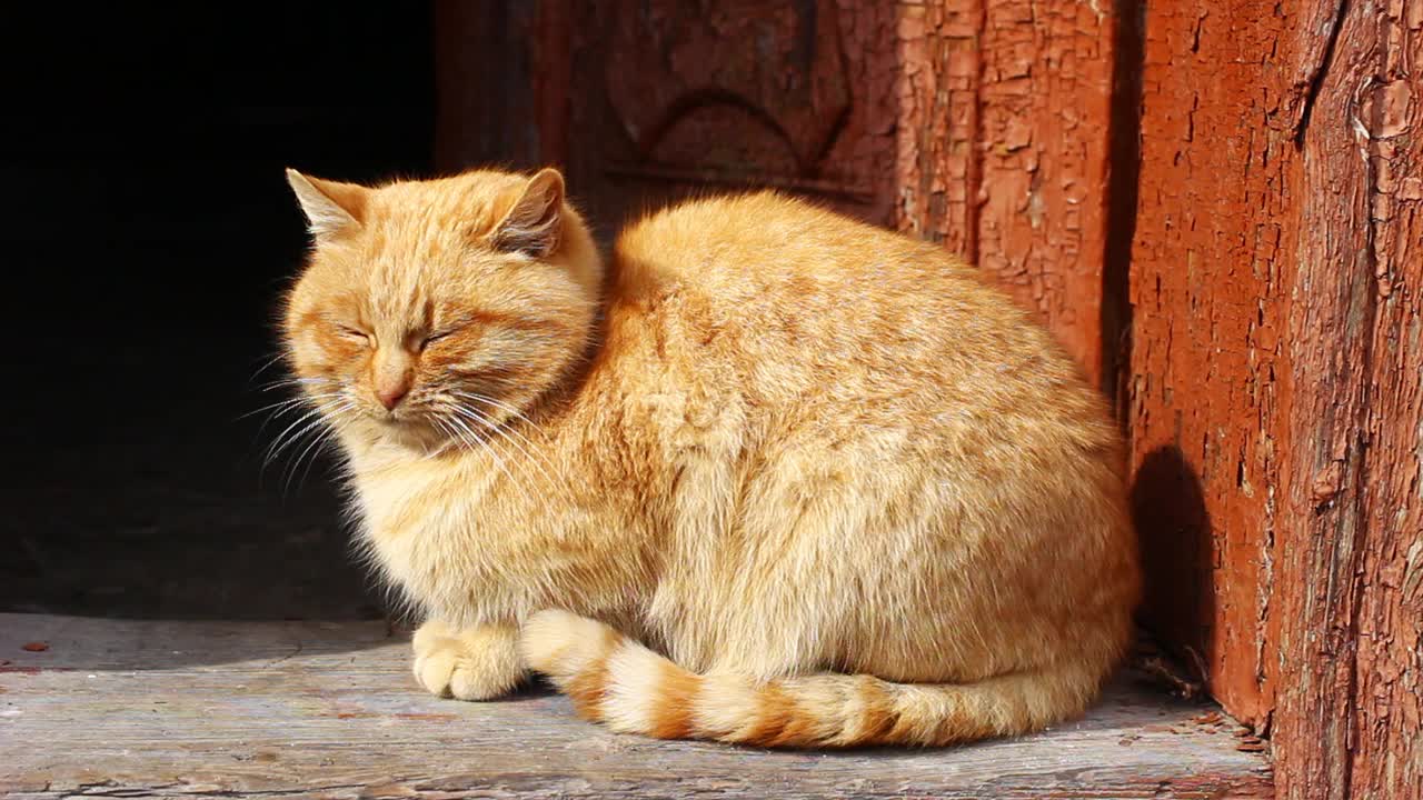 红猫昏昏欲睡视频素材