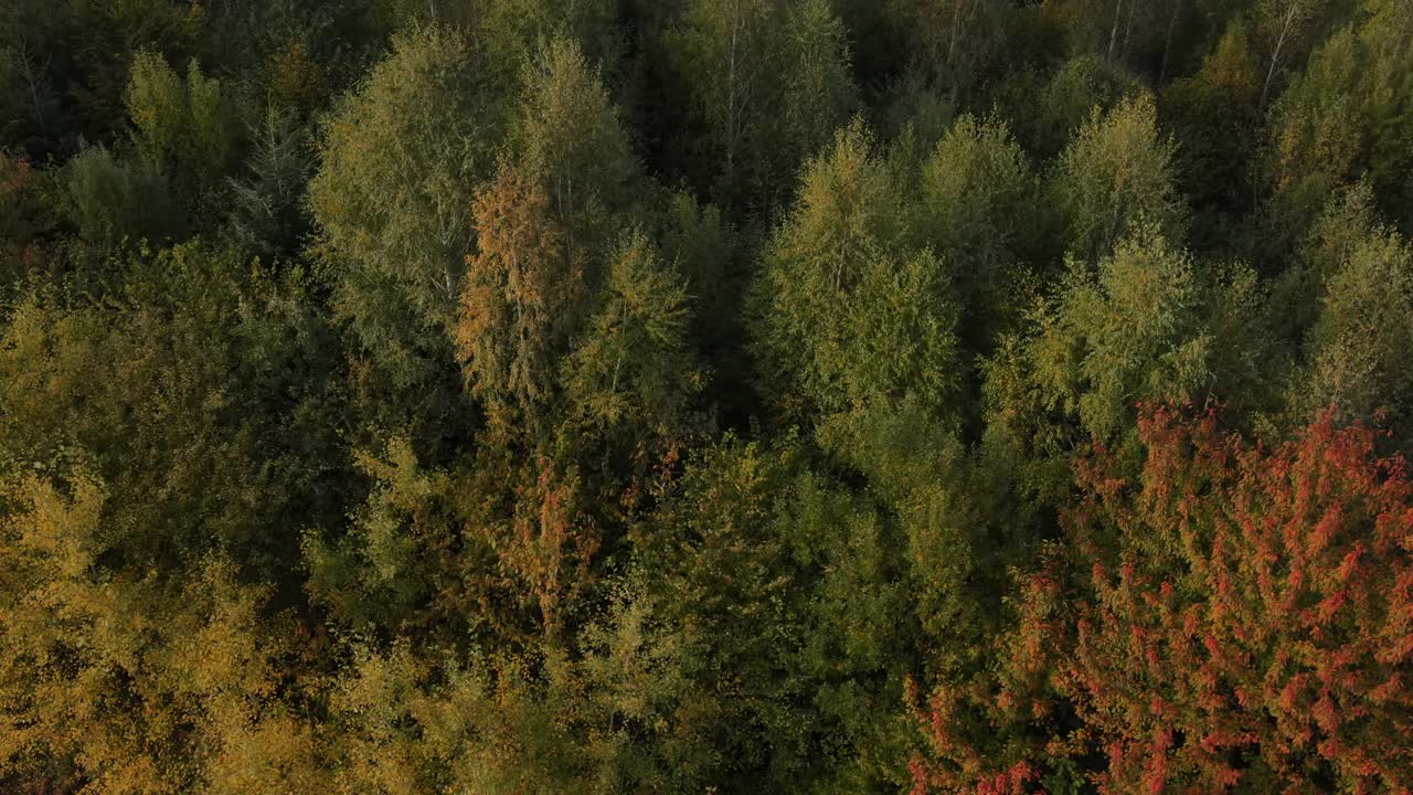 鸟瞰图的惊人多彩秋天混交林。梦幻和鼓舞人心的漫游无人机视频。山区或自然保护区的景观。质朴、干净、宁静的风景概念视频素材