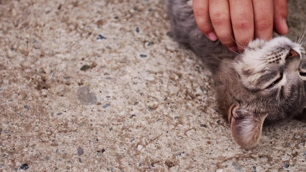 有人在街上抚摸小猫视频素材