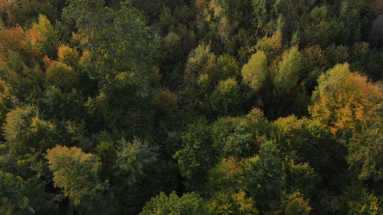 秋天的山景和令人难以置信的自然风光。在平静阳光明媚的日子里，雄蜂飞过壮观美丽的秋季混合森林，森林里有橙色和绿色的常青树视频素材