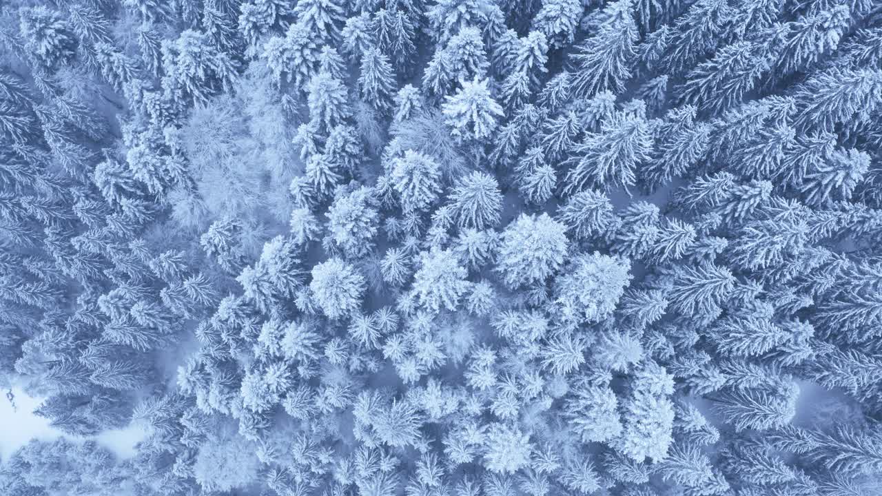 4k无人机拍摄的画面显示，茂密的杉树森林被雪覆盖，风吹着更多的雪视频素材