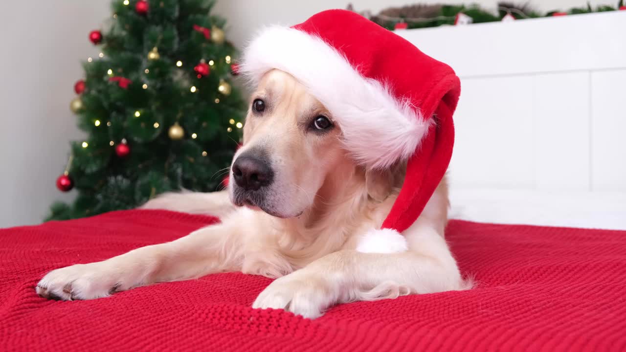 一只戴着圣诞老人帽子的金毛猎犬躺在红毯上，旁边是一棵挂着花环的圣诞树。狗迎接新年。带宠物的圣诞卡视频素材