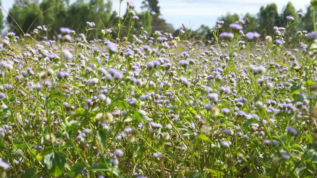 特写紫色的草花纹理背景随风移动视频素材