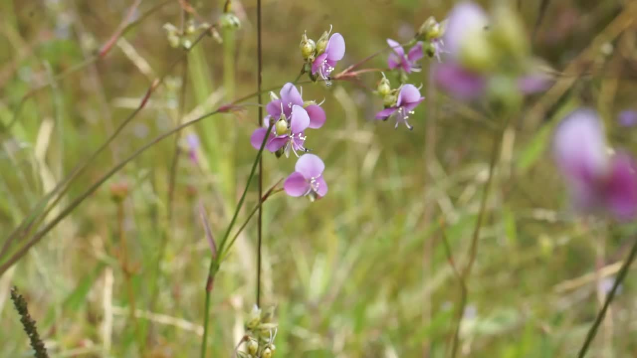 特写稻田里的草、花、春、夏大自然风光随风飘动视频素材