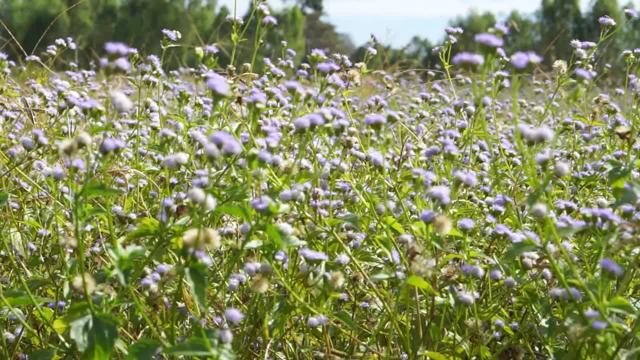 特写紫草花随风飘动视频素材