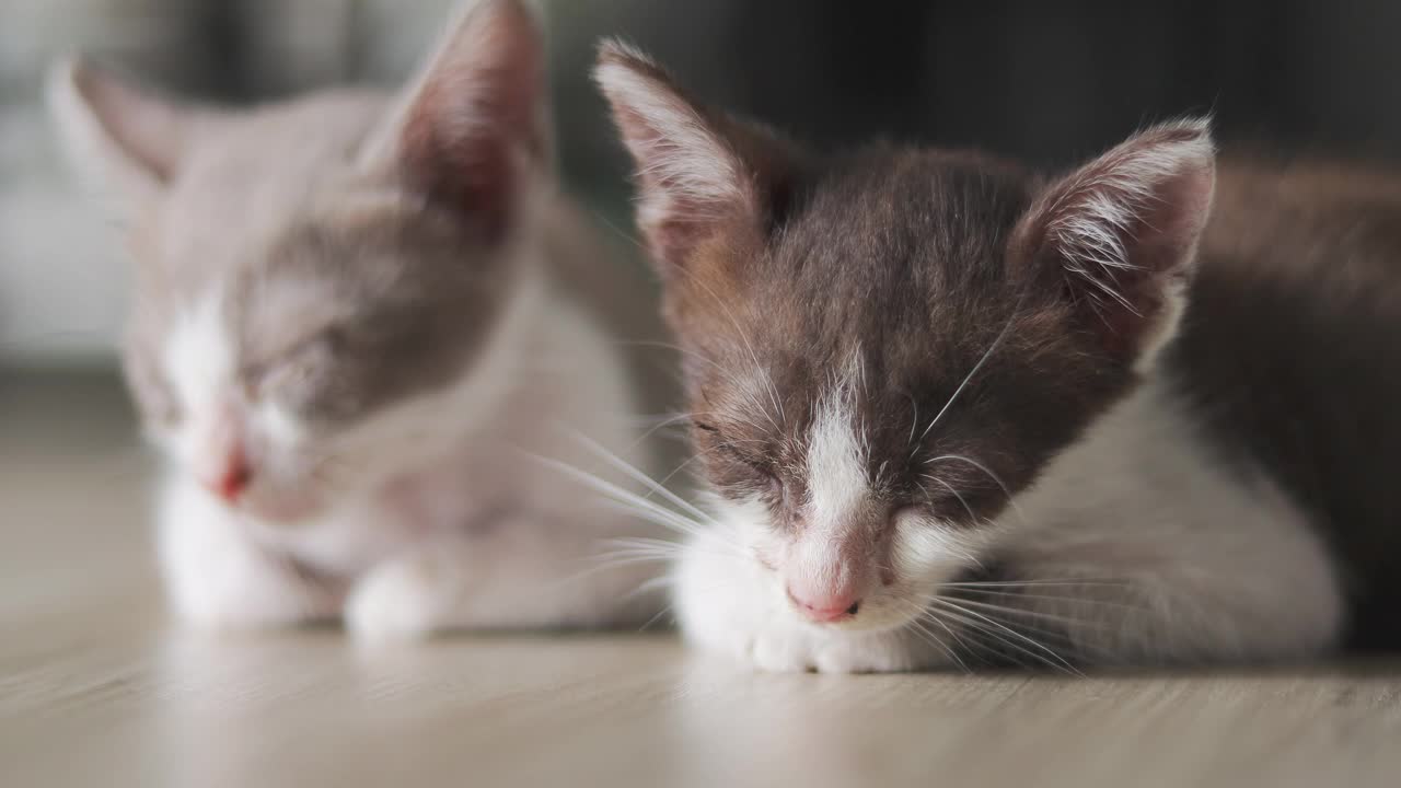 睡觉毛茸茸的猫视频素材