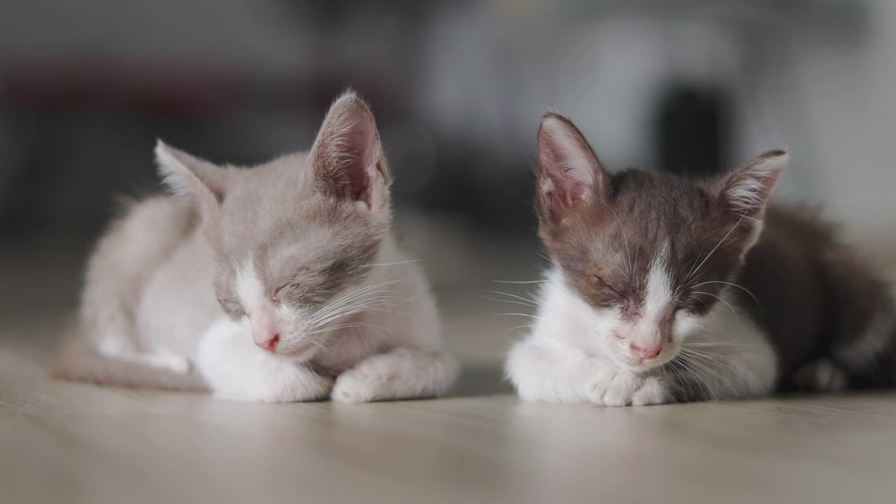 睡觉毛茸茸的猫视频素材