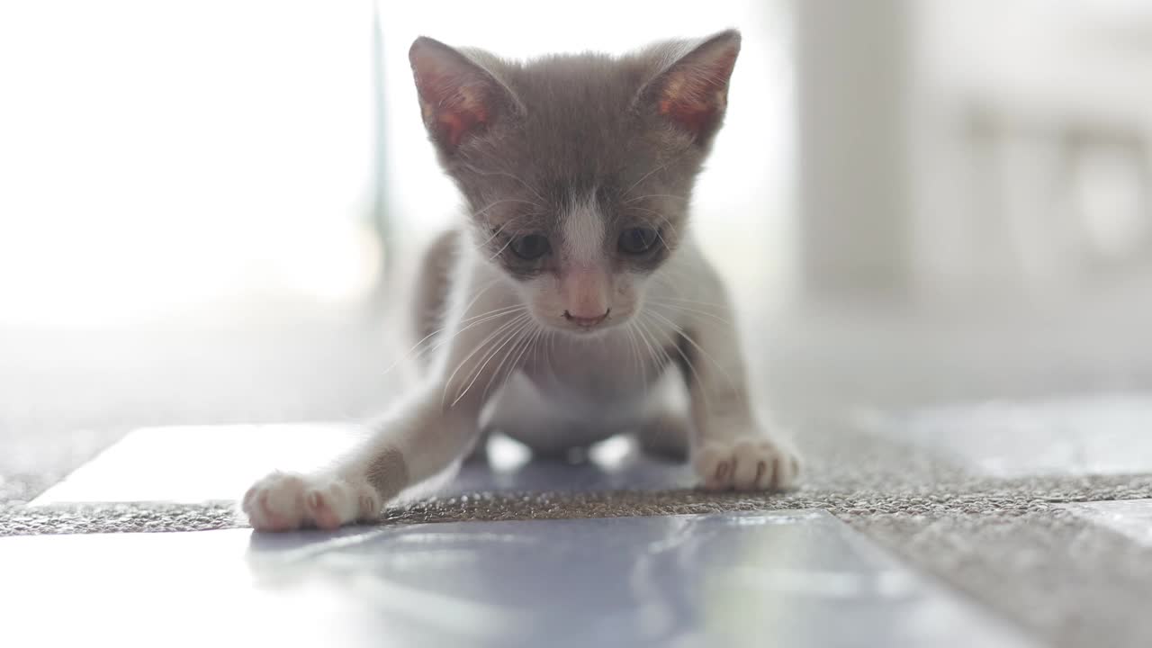 毛茸茸的猫玩视频素材