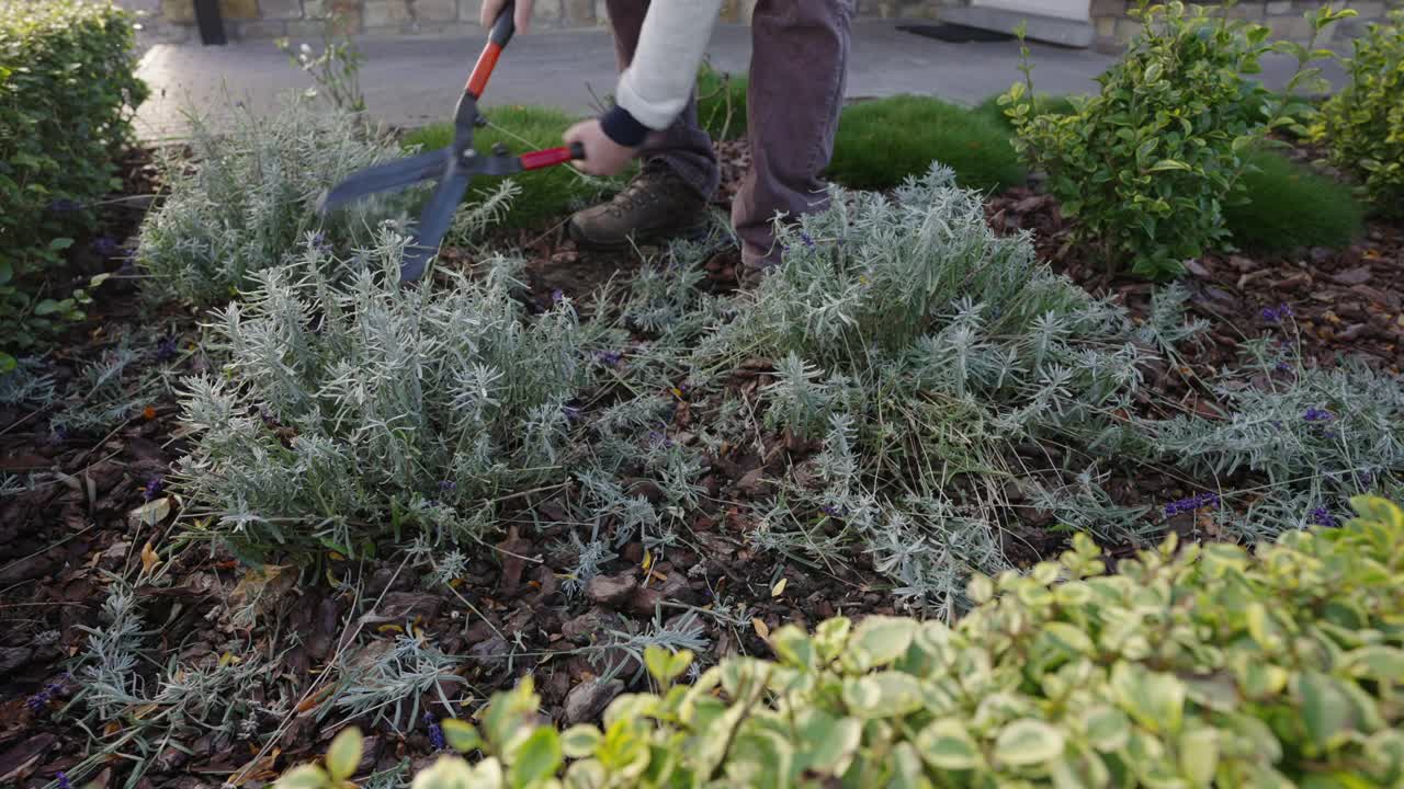 修剪薰衣草花angustifolia视频素材