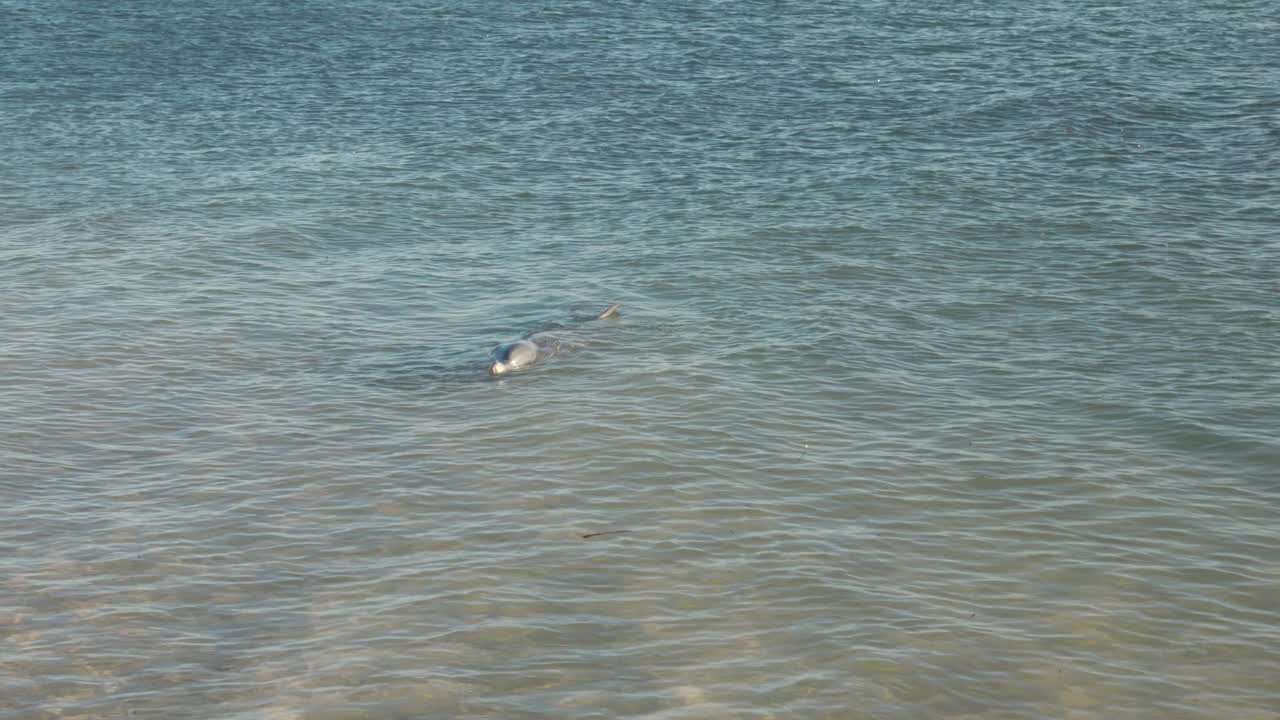 宽吻海豚游近海岸在猴米亚视频素材