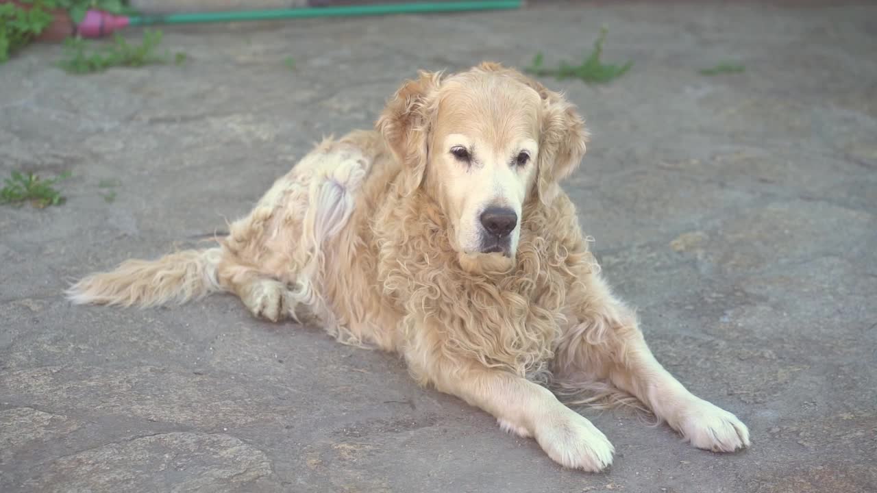 这只拉布拉多寻回犬躺在柏油路上享受生活，然后站起来走向镜头视频素材