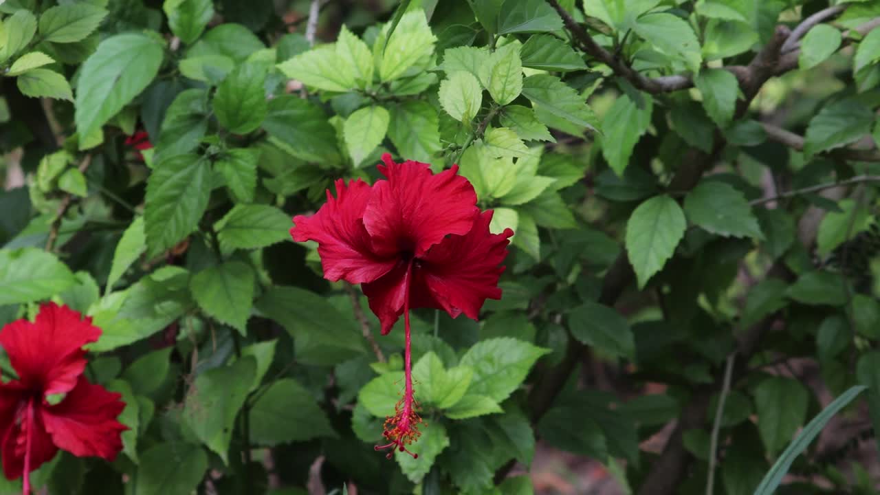 芙蓉红花在花园里盛开视频素材