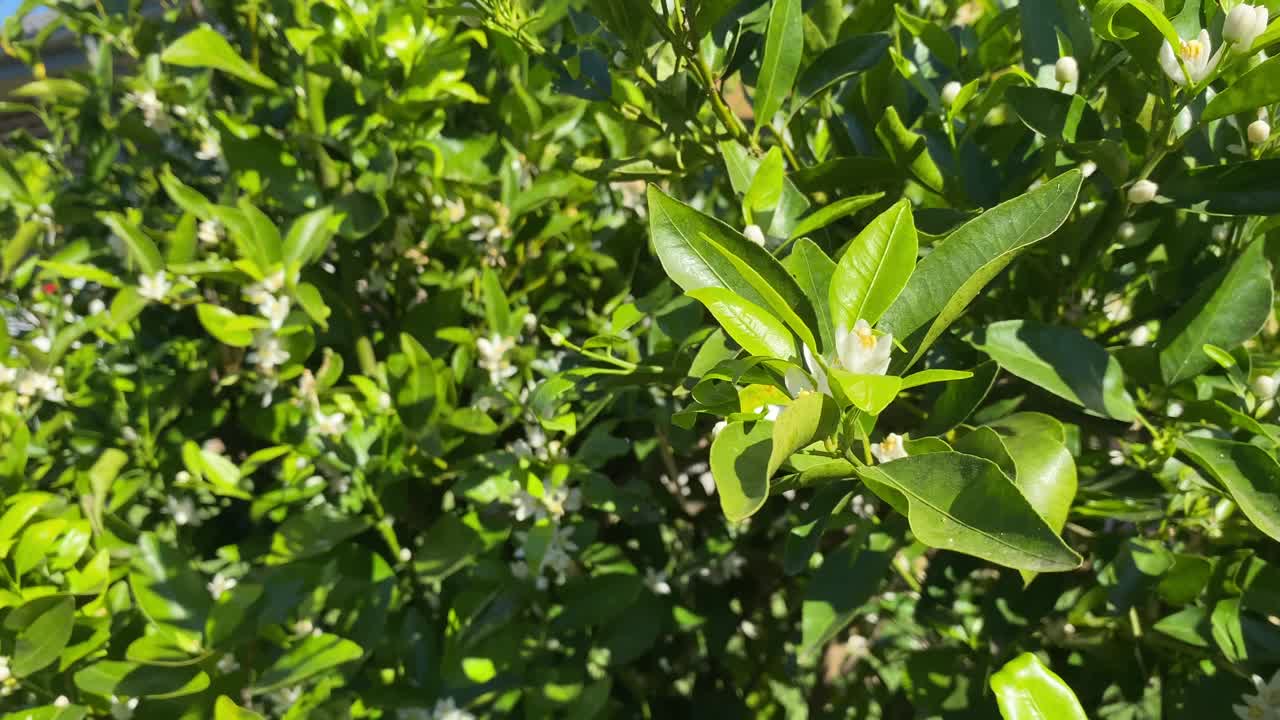 一棵春天生长开花的柑橘树的特写视频素材