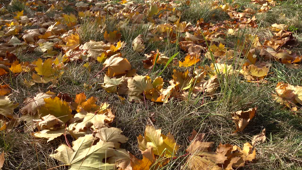 黄绿色的草和秋天的落叶在花园的地面上，背景视频素材