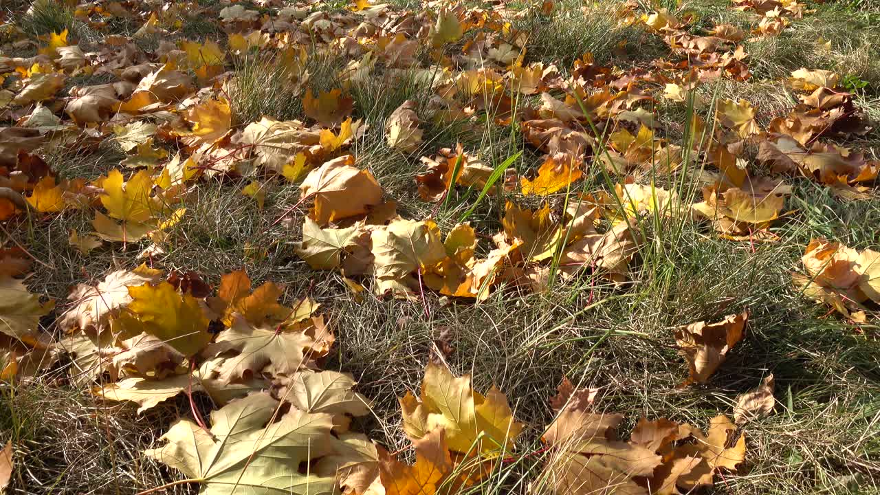 黄绿色的草和秋天的落叶在花园的地面上，背景视频素材