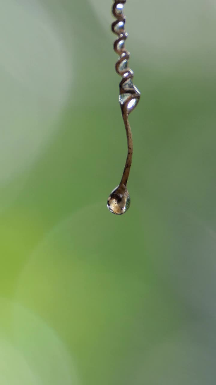 葡萄藤上的水滴在早晨。视频素材