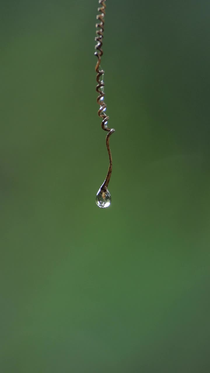 葡萄藤上的水滴在早晨。视频素材