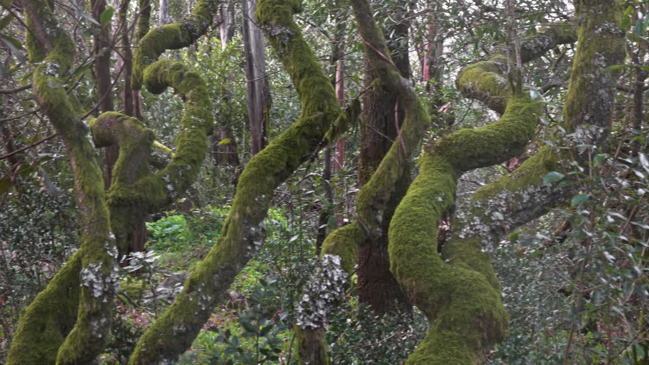 神秘的布萨科森林视频素材