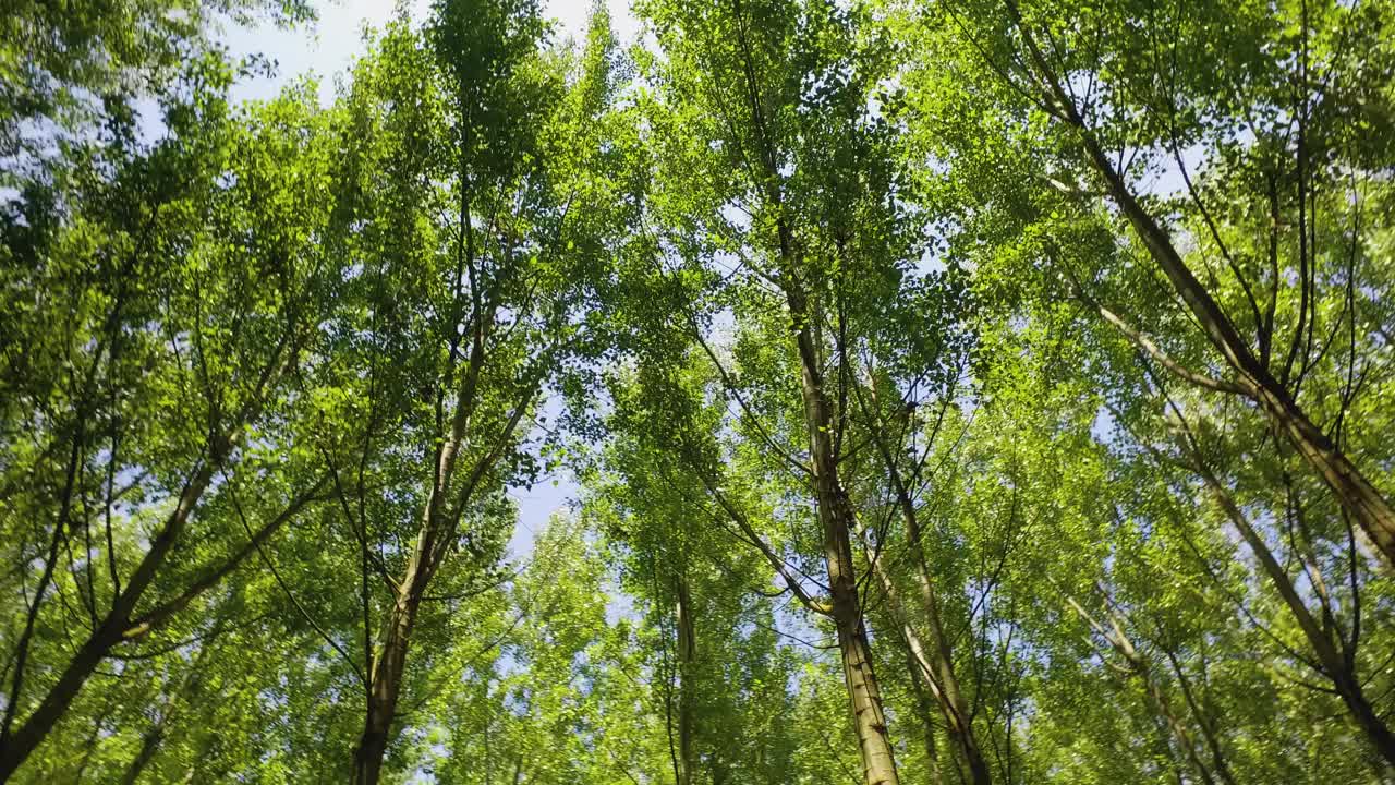 穿过一片绿色的森林，直直地望着树枝。美丽的阳光照耀着山毛榉森林，呈现出鲜艳的绿色视频素材