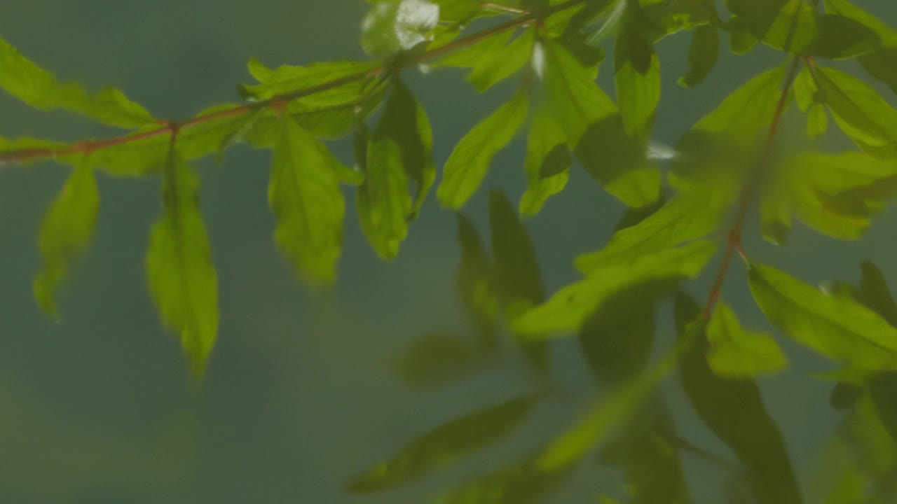 树叶在水面上的倒影。视频素材