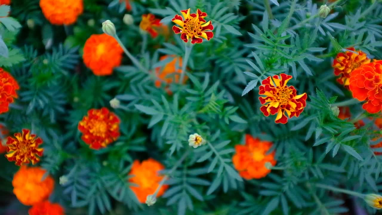 金盏花盛开，选择性聚焦。女人手摘万寿菊花展，特写。花电影背景为品牌，电影，旗帜，封面，标题为网站。高品质高清画面视频素材