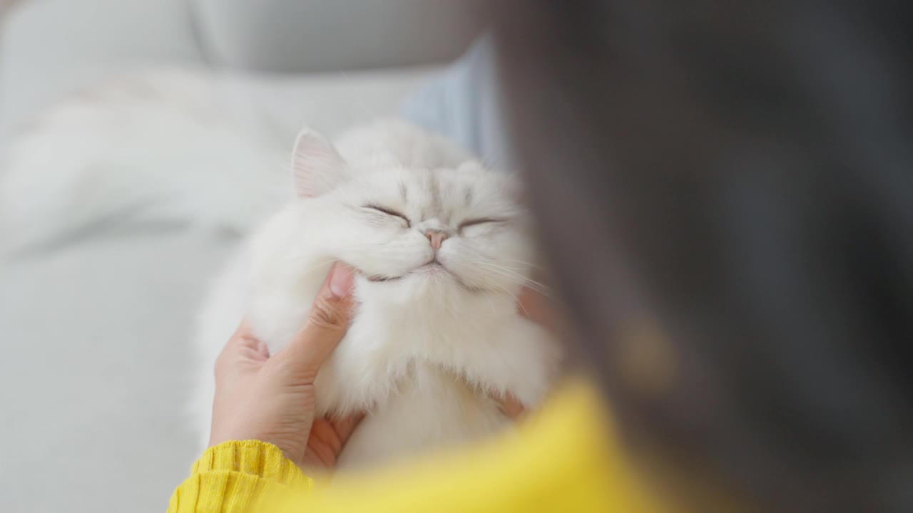 抱着小猫的女人双手合十，幸福地呆在家里。迷人的美女坐在沙发上，在家里的客厅里和温柔地按摩着她的宠物。视频素材