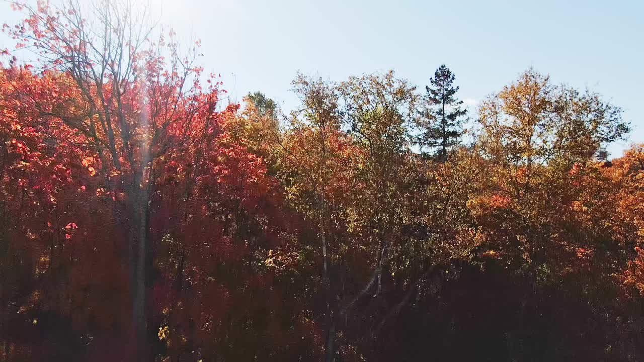 在劳伦蒂亚的芒鲁伽罗公园里，从五颜六色的树后升起视频素材