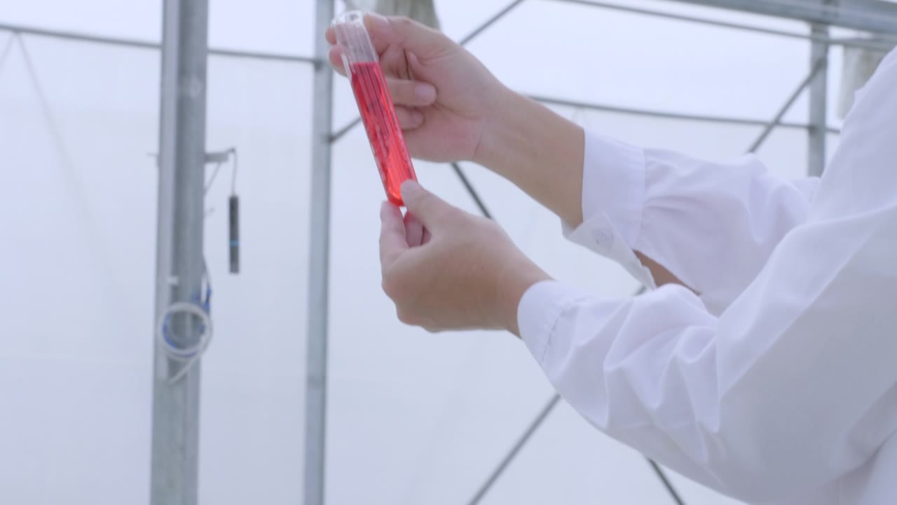 亚洲科学家在温室里用来种植水培植物的玻璃管中检测和测试溶液。水培农场生物技术人员化学检查。在有机农场种植蔬菜。视频素材画面1