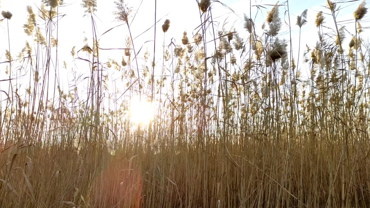 枯干的芦苇随风摇曳，背对着夕阳视频素材