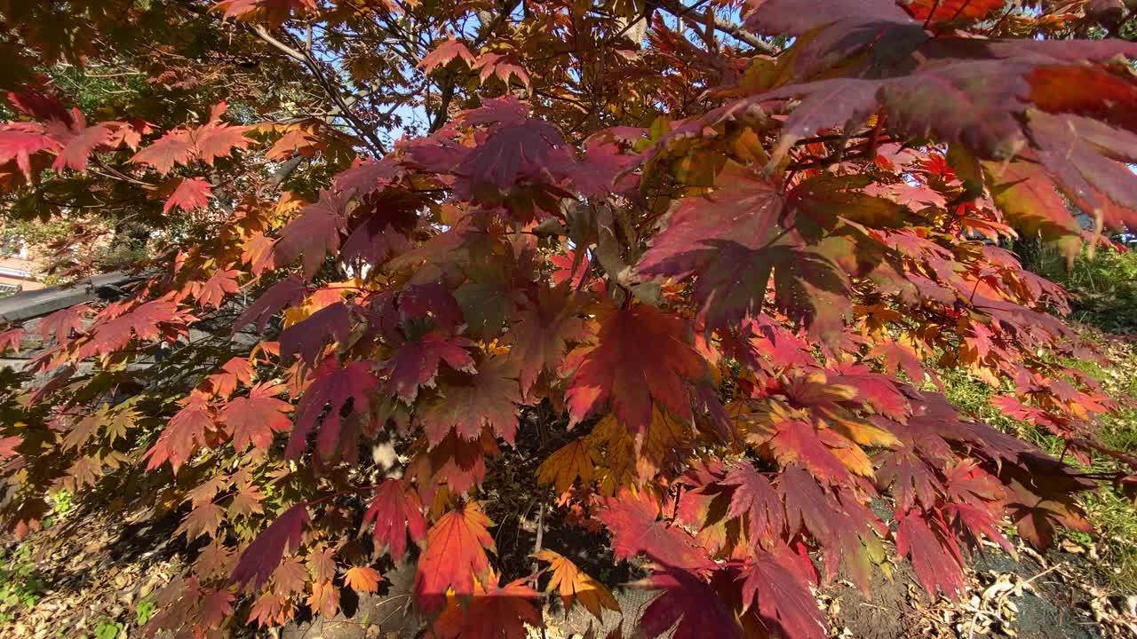 秋天的风景与红红的枫树。视频素材