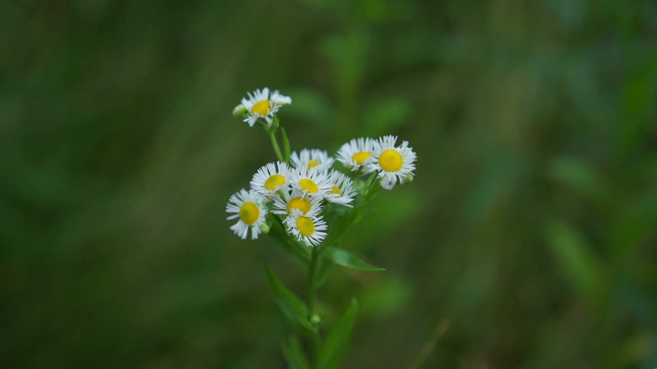 一束甘菊在微风中摇曳视频素材