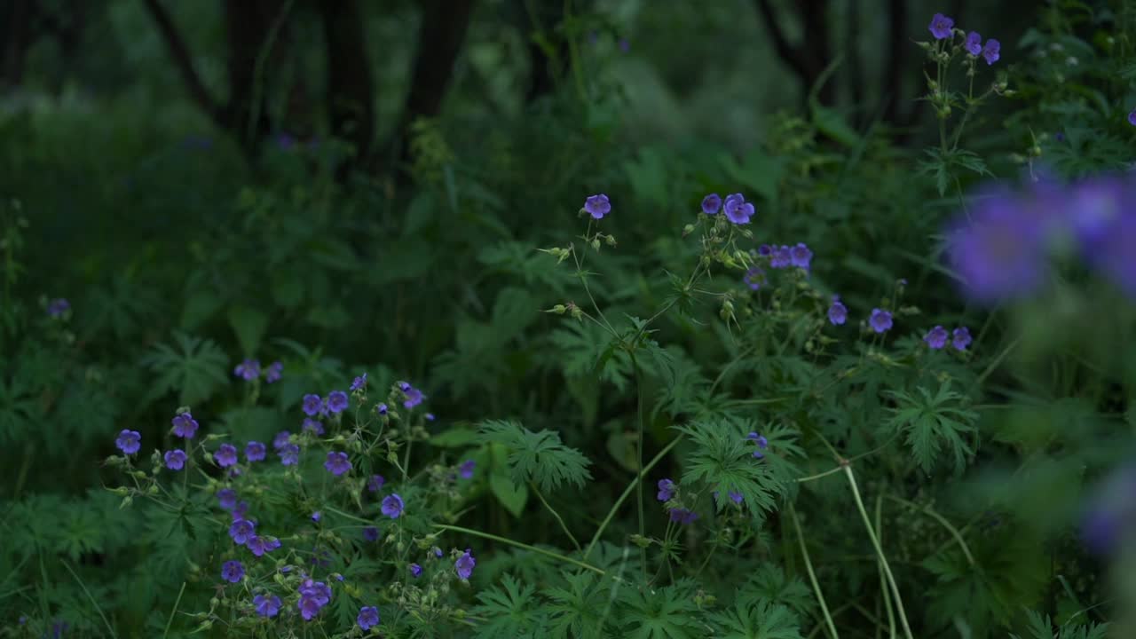 蓝色亚麻花丛映衬着绿色的树木和树干视频素材