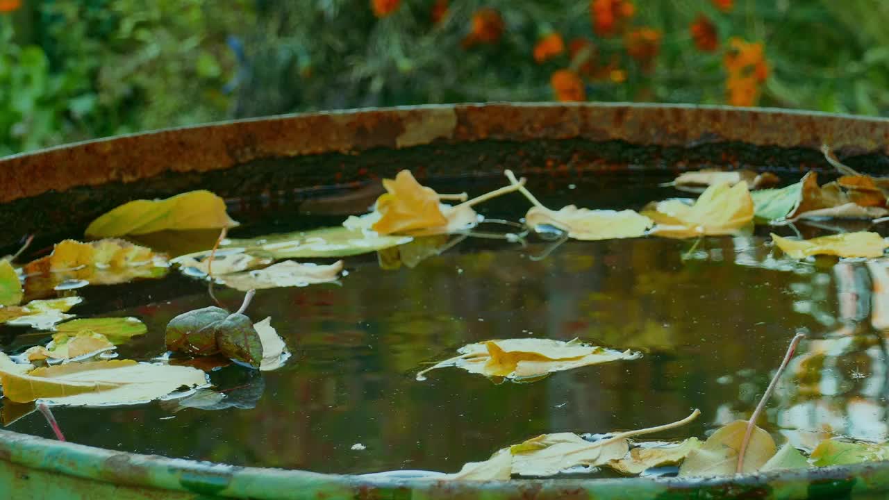 秋天的花园里，黄叶落进一桶雨水里视频下载